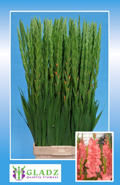 Gladiolus New Release