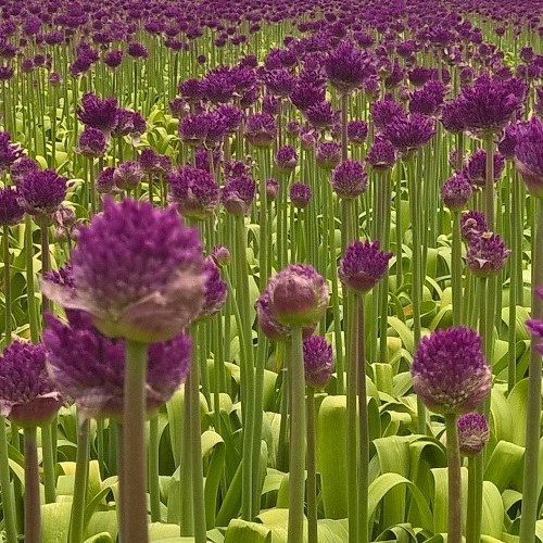 Alium