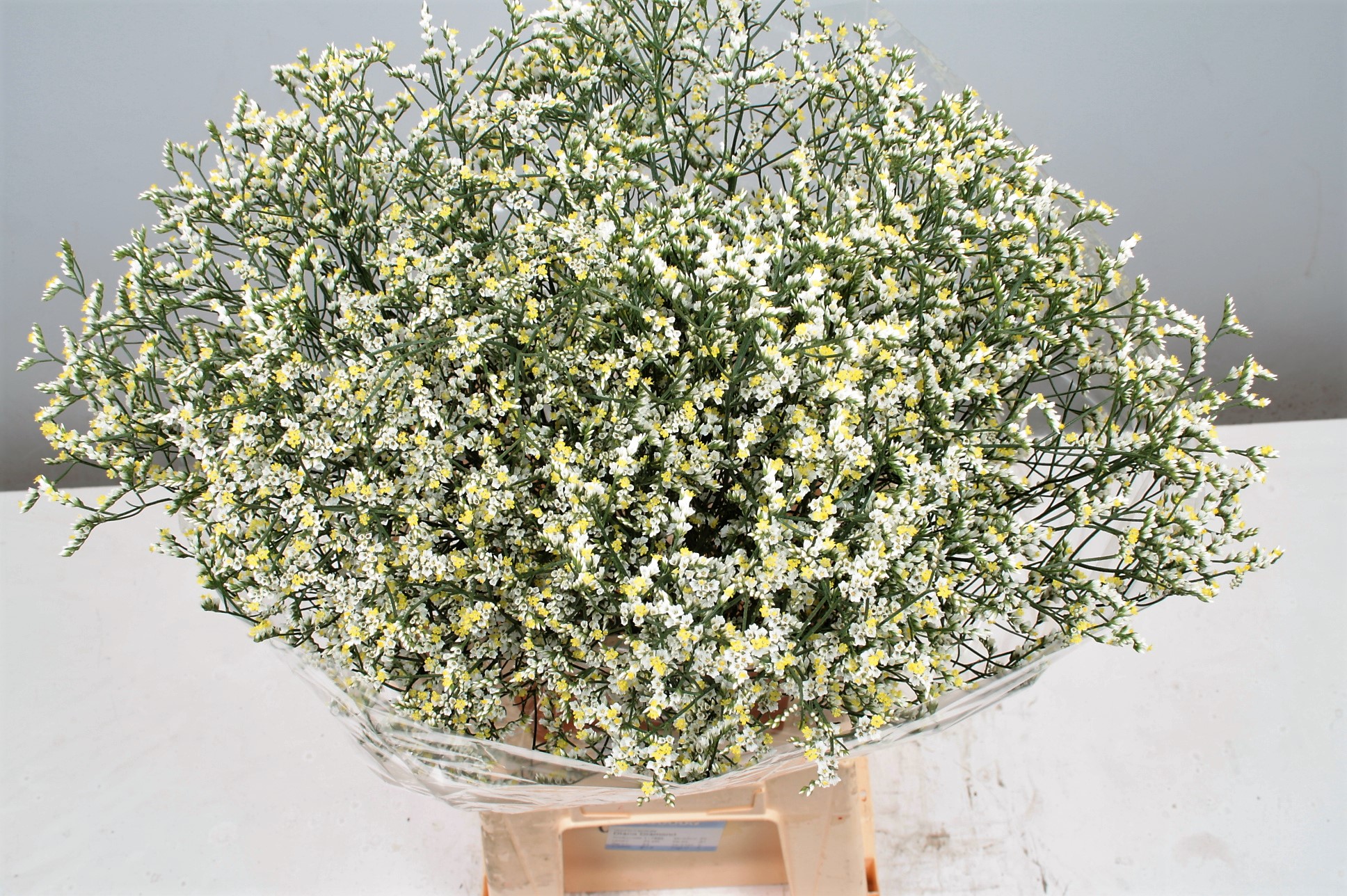 Limonium